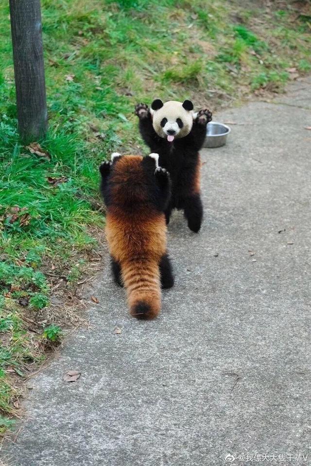 走，我們去看熊貓！大小都有的那種