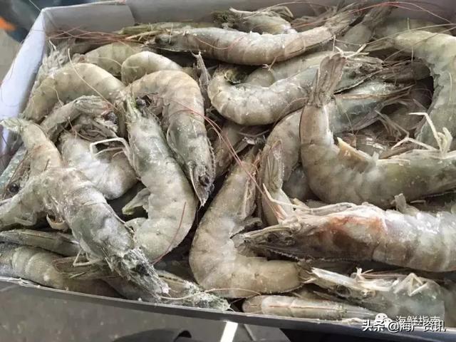 沙特虾新款彩盒小包装登陆中国！来自红海沙漠的甜虾竟然风靡商超(图7)