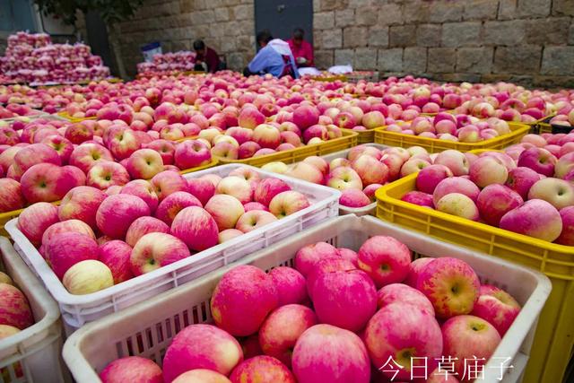 草庙子镇清泉康谷样板片区苹果丰收正当时