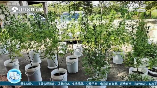 『大麻』牵出种植、贩卖、吸食毒品大麻全链条犯罪团伙 1千元购买10克大麻