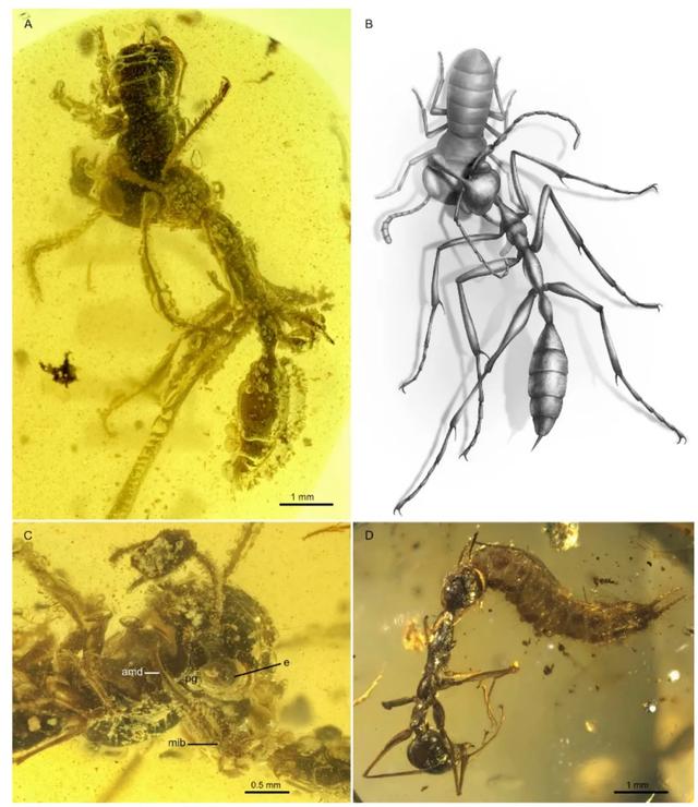 蚂蚁■重磅发布！一亿年前的蚂蚁长这样！