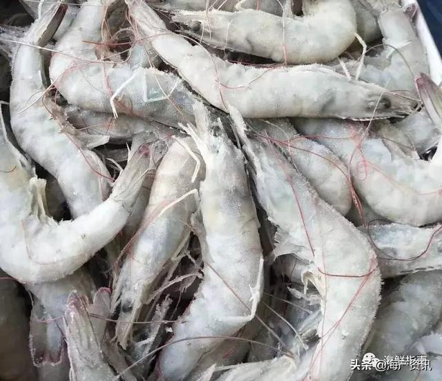 沙特虾新款彩盒小包装登陆中国！来自红海沙漠的甜虾竟然风靡商超(图5)