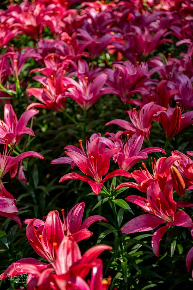 【无锡】百年梅园，无锡人对其有着深厚的情感，万株百合花丛中笑