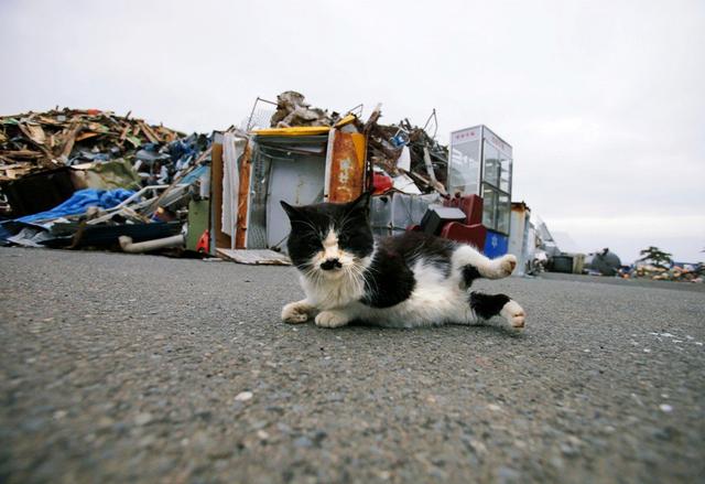 日本“猫岛”毒杀事件：从猫咪热潮到动物福利的人猫共存社会