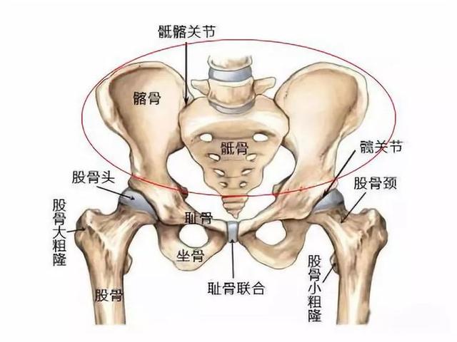 产后该做盆底肌修复而不是骨盆修复宝妈们别再被忽悠了