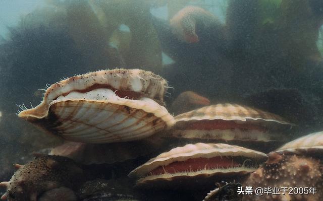 the-scientific-and-common-names-of-shellfish-and-seafood-commonly-seen-by-foodies-in-dalian