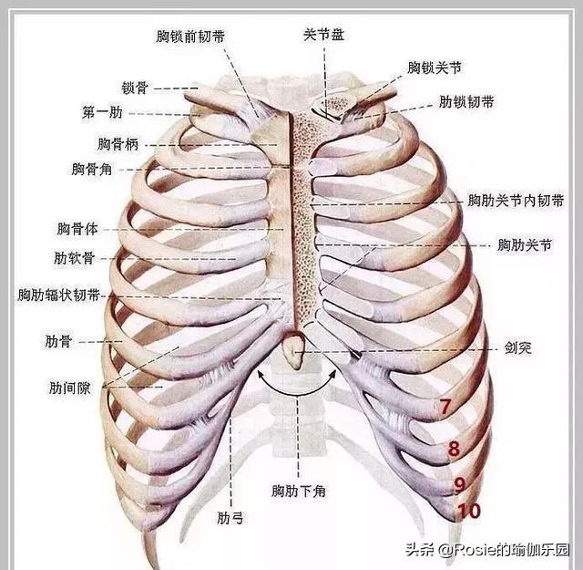 肋骨外翻是什么如何改善5个动作改善烦恼让你美出新维度