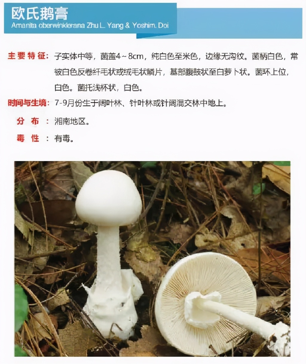 又到暴发季！湘潭人警惕，这东西碰不得（附有奖答题）