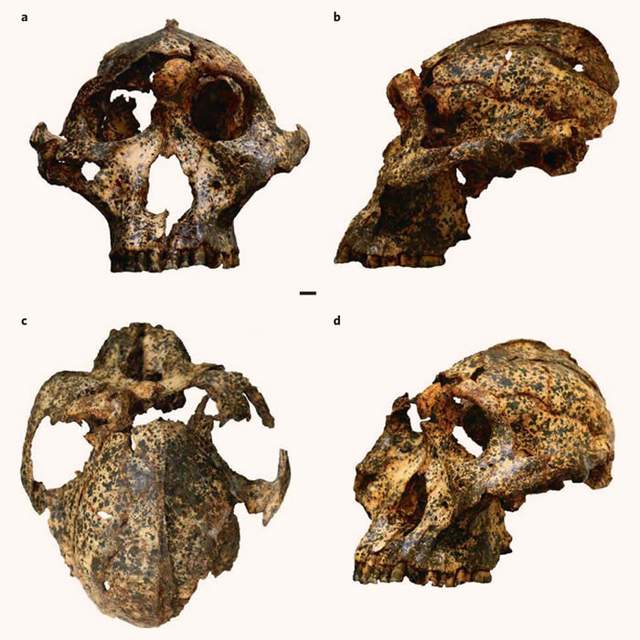 在南非发现200万年前人类始祖——罗百氏傍人头骨化石
