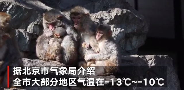 北京气温刷新21世纪以来最低记录，动物园猴子抱团取暖(图1)