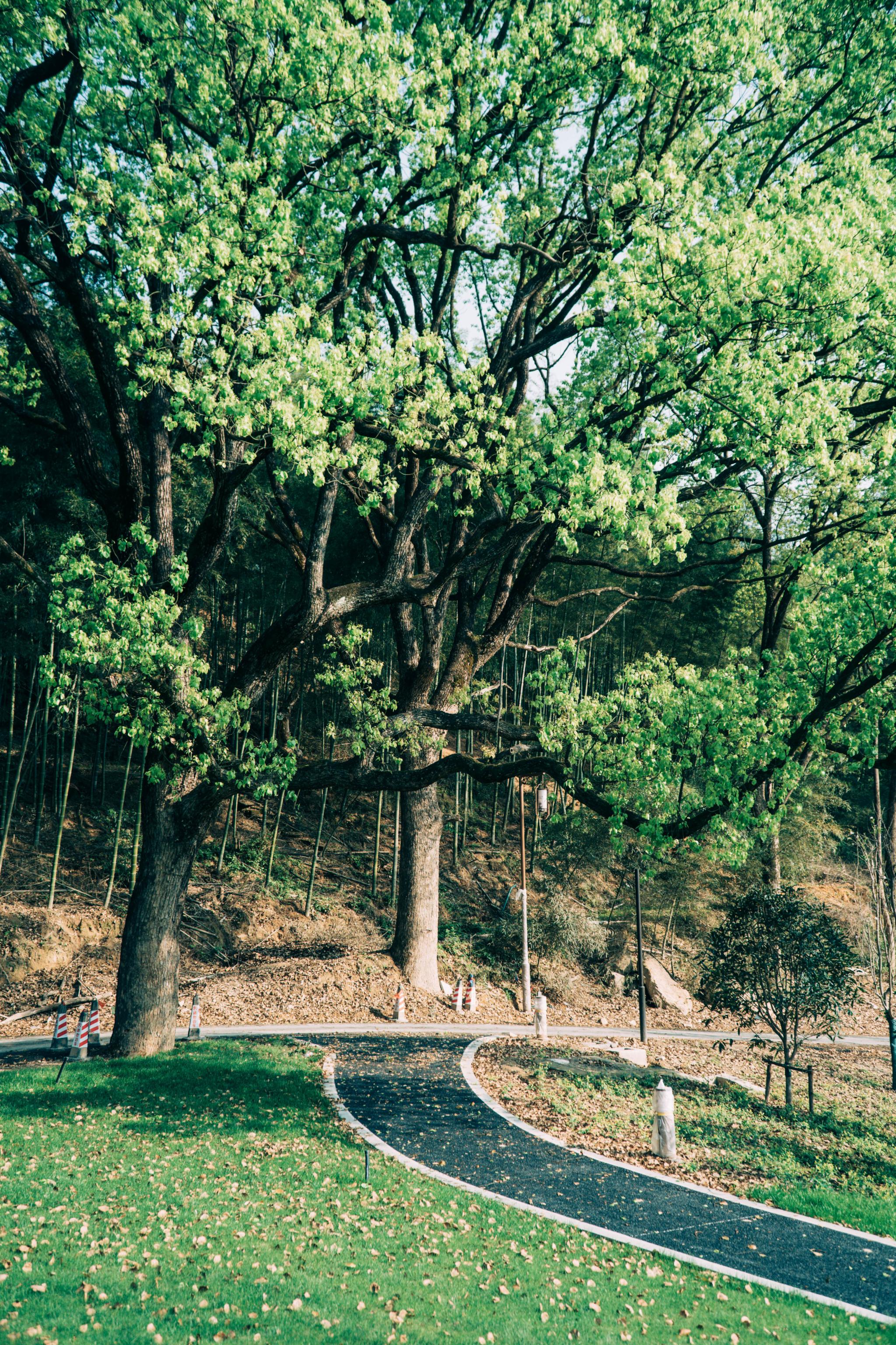 叮咚这里有一封来自华东药用植物园的春日来信请注意查收