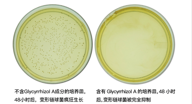 結果 48 小時後左邊沒有甘草提取物的培養皿,變形鏈球菌瘋狂生長,達到