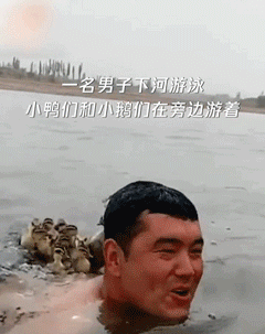 【搞笑图片】哥们下河游泳 一群小鸭子以为是妈妈紧跟其后