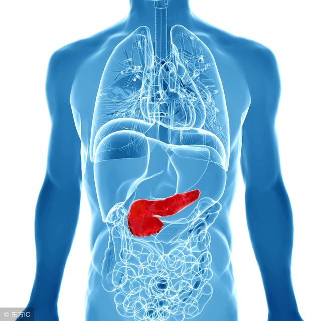 胰腺体表位置图片