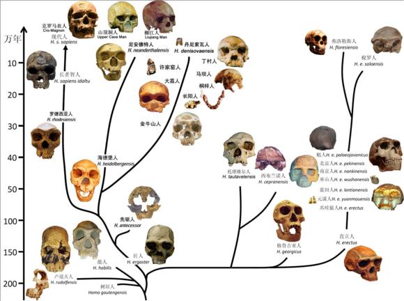 人类进化历史上不同时期的头骨