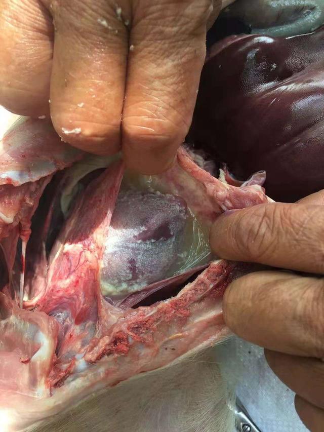 副猪嗜血杆菌病的发病原因及症状_健康症状网