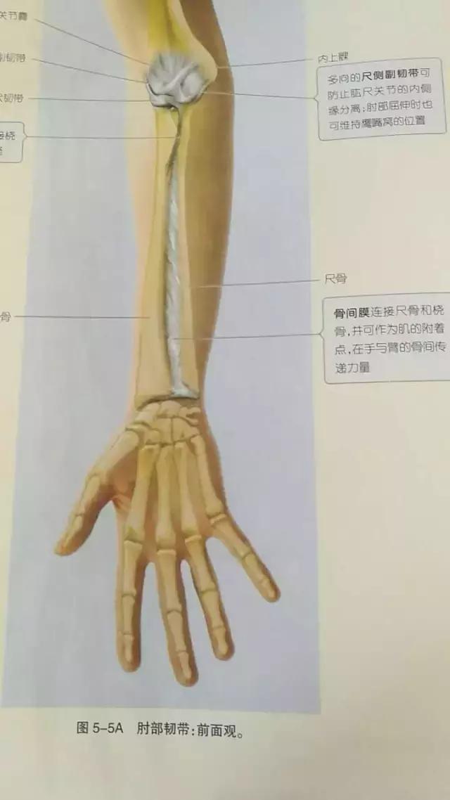 手弯外衅骨是哪个部位图片