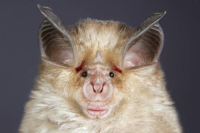 整理世界上一些常见的蝙蝠