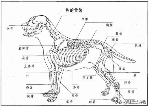 狗狗的运动系统构成跟人差不多也是包括200多块骨600多块肌肉