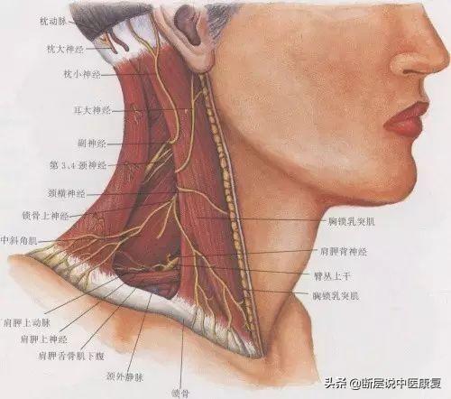 脖子解剖图解及位置图片
