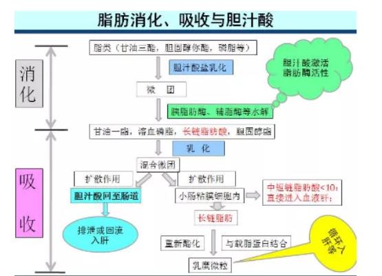 使胆道畅通,大量的毒素通过胆汁排入肠管与粪便排出体外