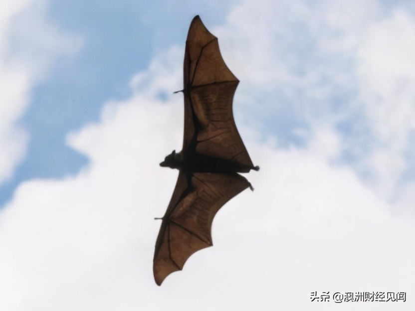 注意！昆州卫生厅警告民众远离蝙蝠，以免感染病毒
