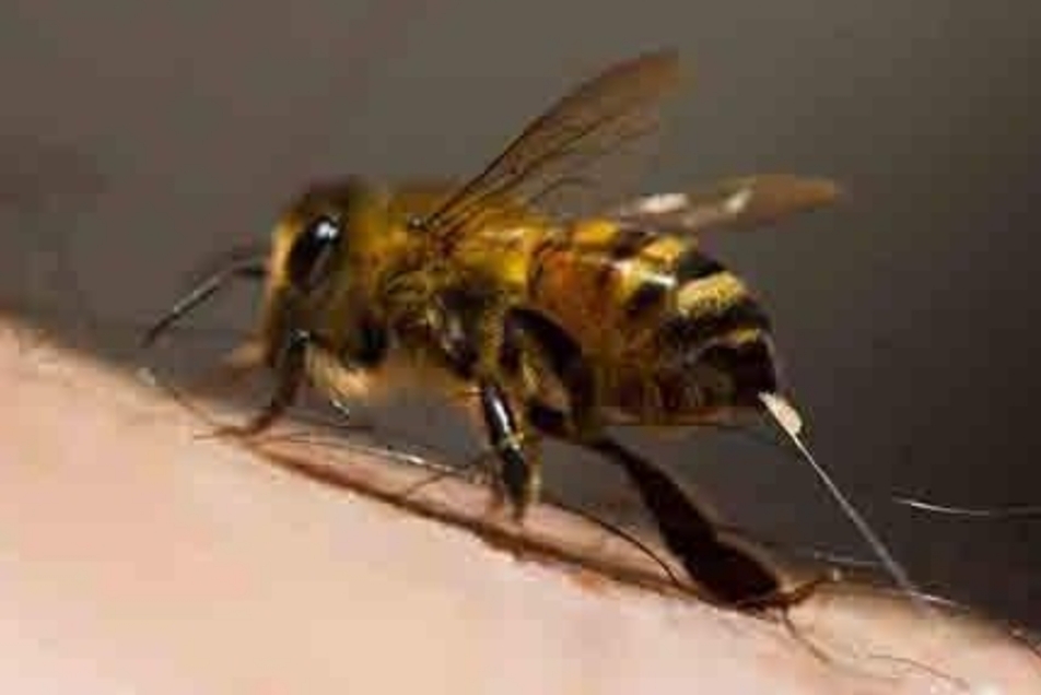 The bees often seen in rural areas, why the male peak will die 2 hours ...