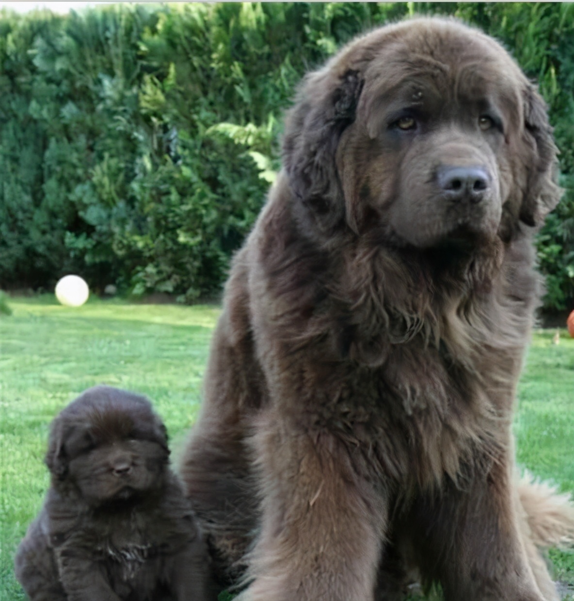 largest newfoundland dog