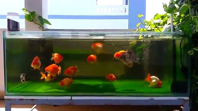 650 Koleksi Setup Aquarium Koki HD Terbaik