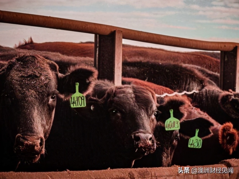 中国牛肉禁令害澳洲少赚了好几亿！销售额同比锐减三分之一
