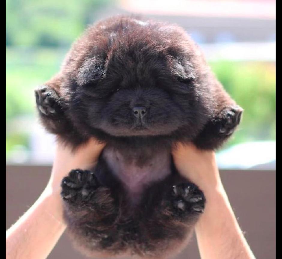 Little Chow Chow Big Sale Off 69