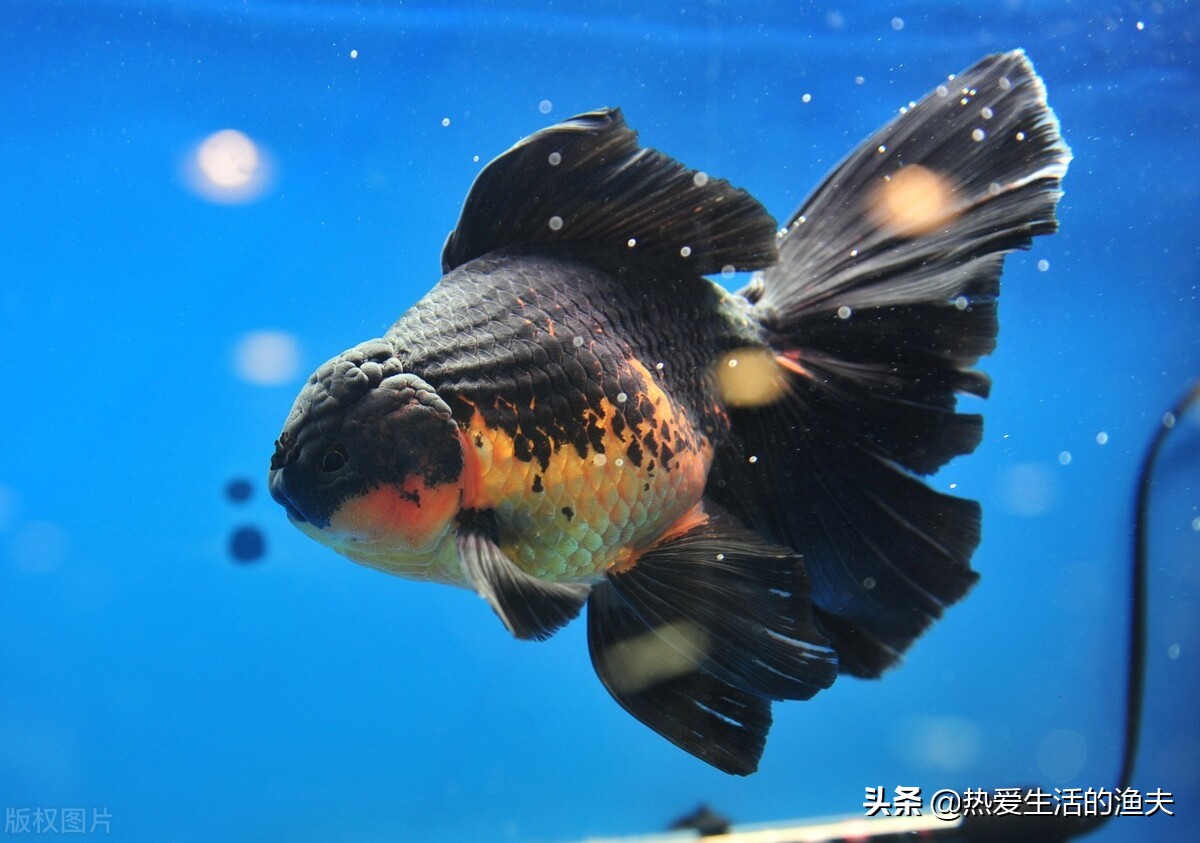 940 Koleksi Aquarium Koki Background Hitam Gratis