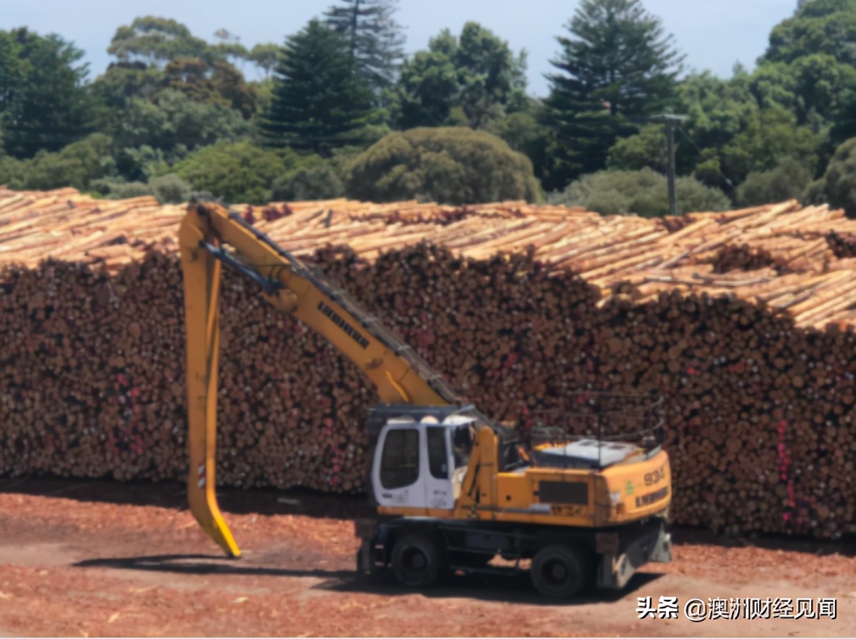 中国贸易打击加码！澳洲大批木材滞留港口，小龙虾价格腰斩