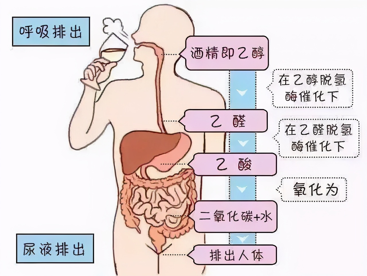 双硫仑样反应真的只有头孢配酒会产生吗?