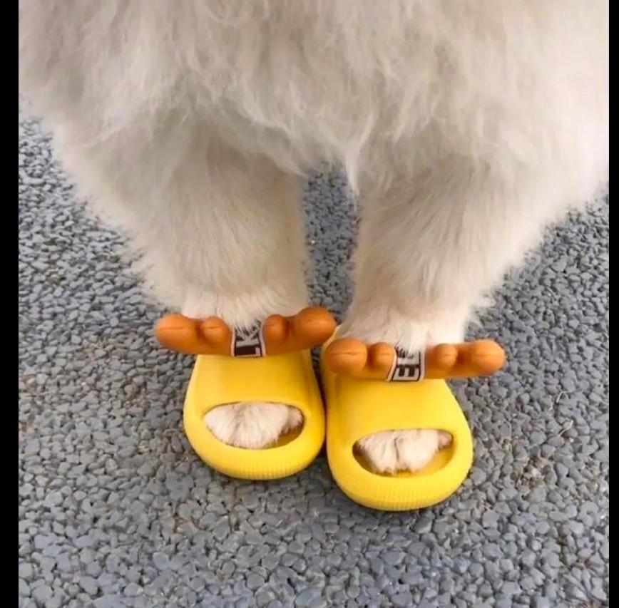 samoyed slippers