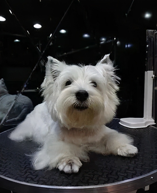 dog afraid of air conditioner