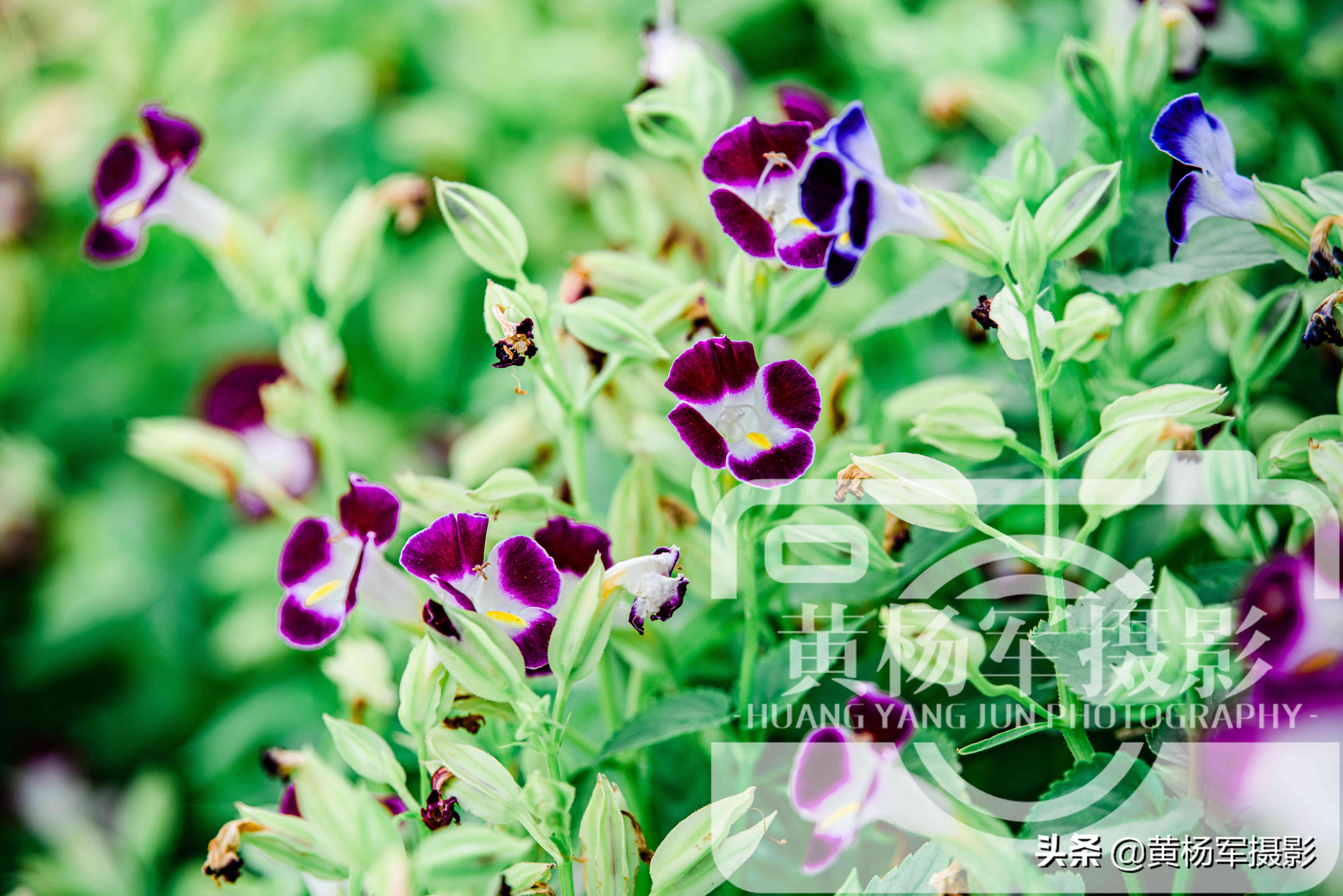 The fresh blooming blue pig ears in the green leaves, also known as Xia Jinhua, are flowers are very beautiful - iNEWS