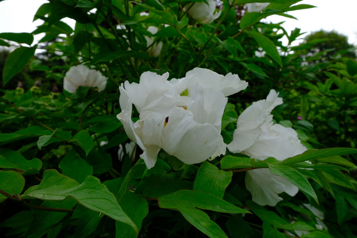 西安乐游原内的牡丹园 4月中旬赏花好季节 不要门票 宁乐熙博客