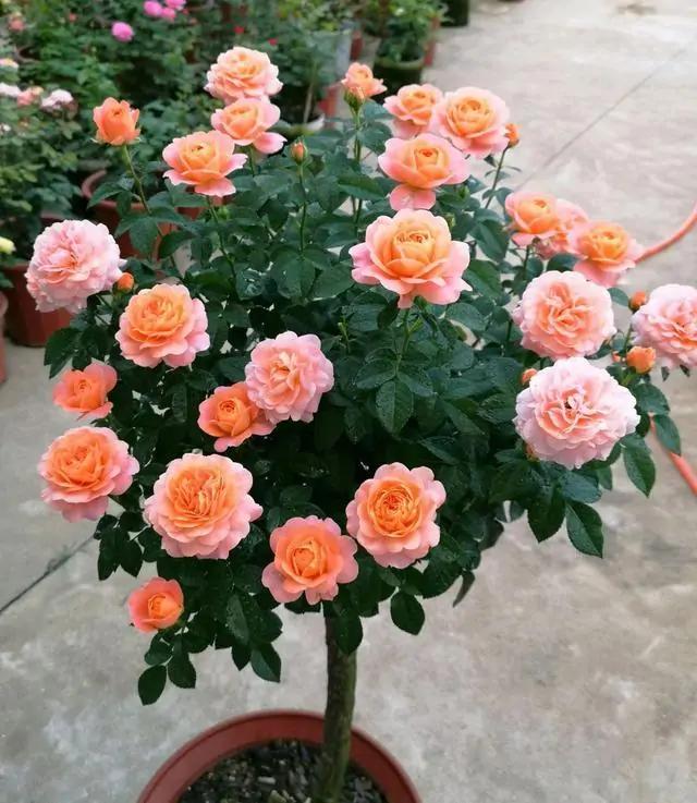 Balcony Mini Roses No. 4Dutch Balcony Series Roses iNEWS