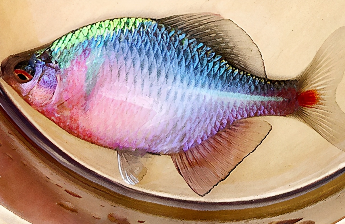 鳑鲏---中国原生观赏鱼新宠_观赏鱼类_西南渔业网 水花鱼 水产养殖专