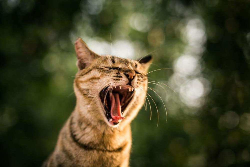 Why Do Male Cats Grow Barbs And Scratch Their Females When They Reproduce This Barb Is Not Easy Inews