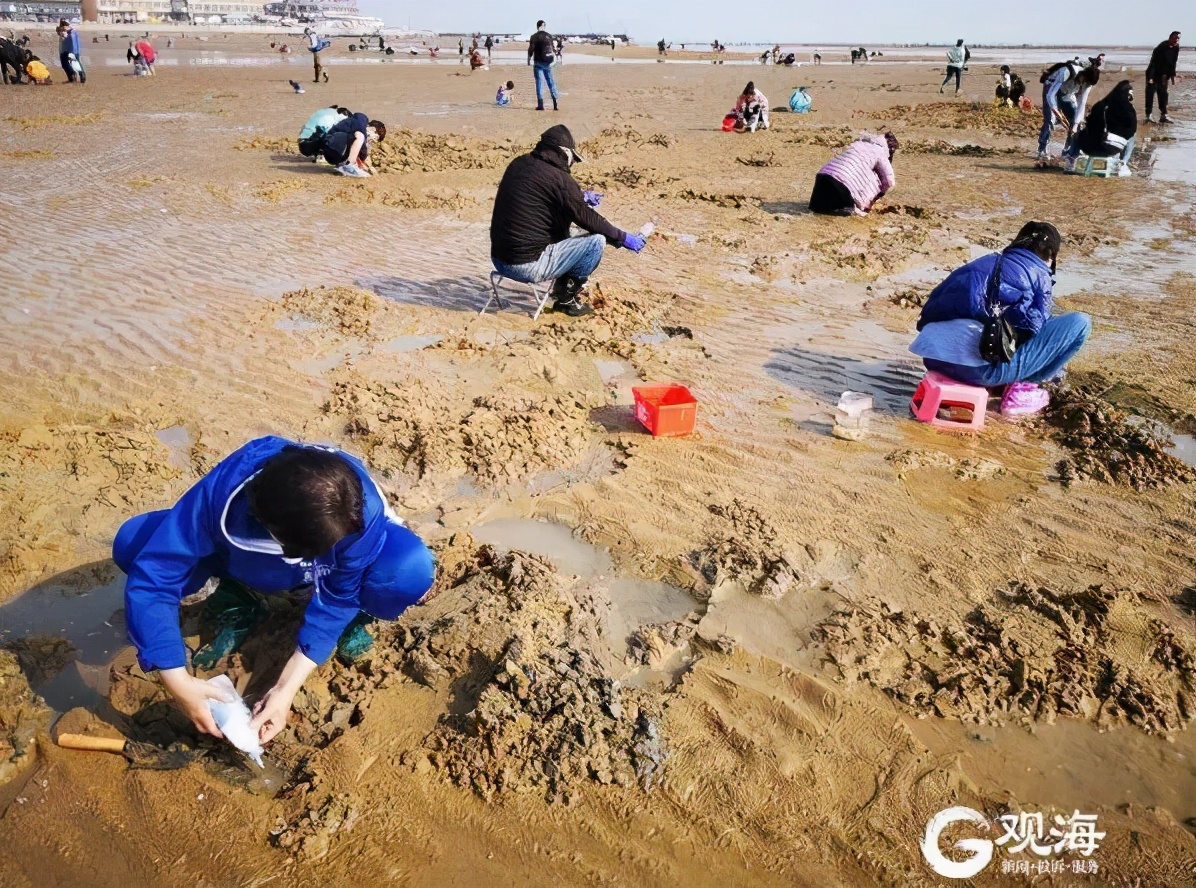 来到崂山会场村沙滩赶海老青岛们纷纷走出家门逢落大潮海边风平浪静