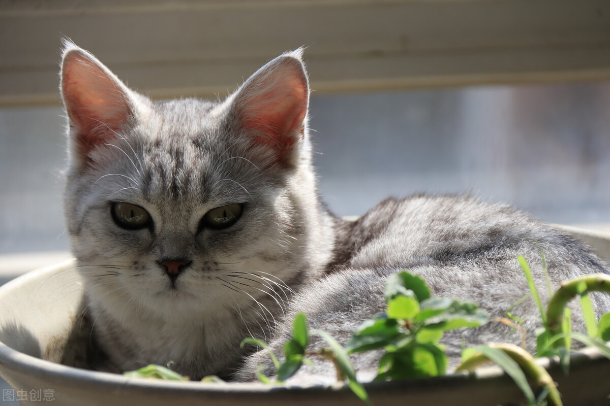 What foods do cats eat for vitamin supplements iNEWS