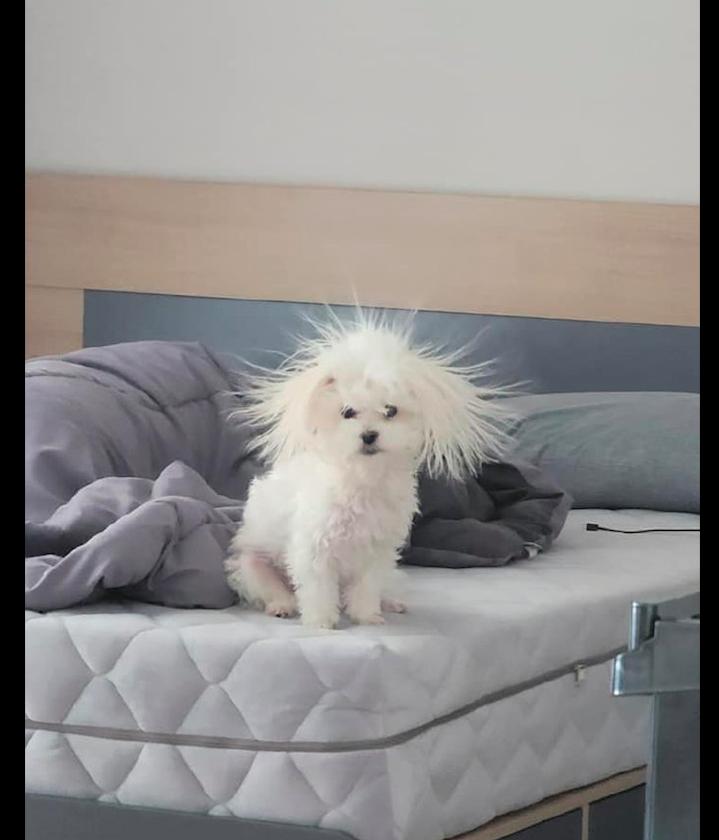 static electricity dog