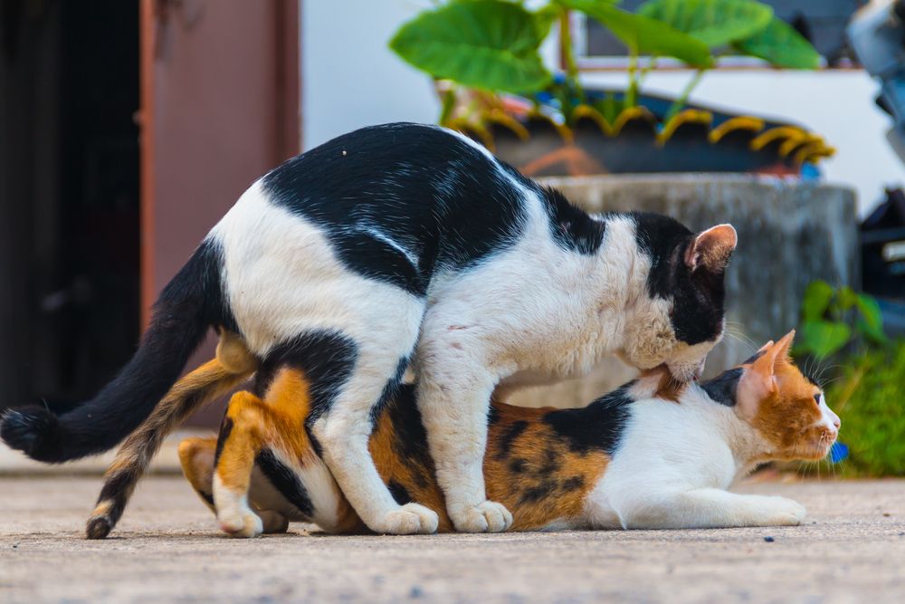 After Mating Why Does The Female Cat Roll Around And Even Attack The Male Cat Fiercely Inews