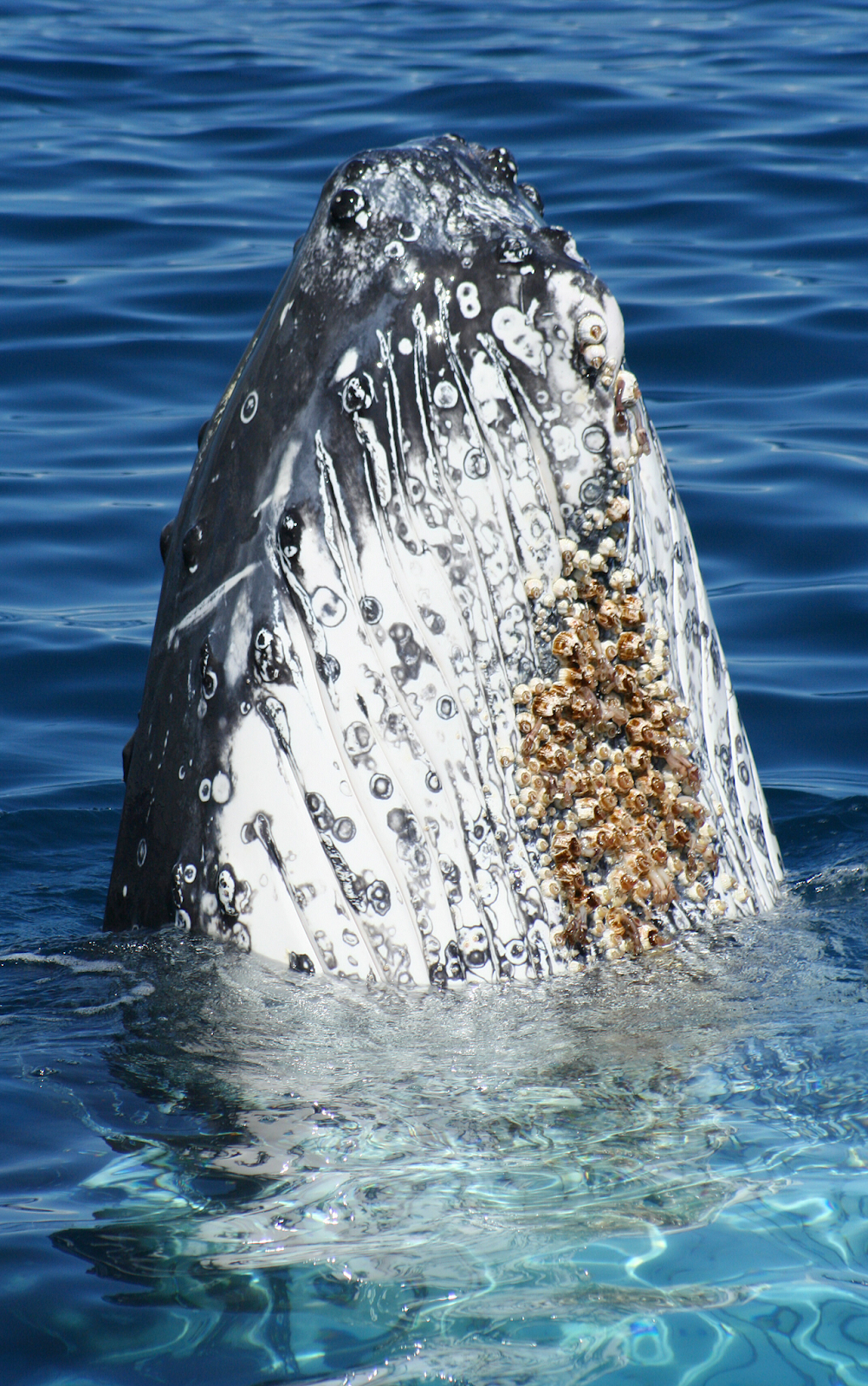 Does It Really Hurt? The Private Parts Of The Whale Are Parasitic With  Barnacles! Will It Affect Their Mating? - Inews