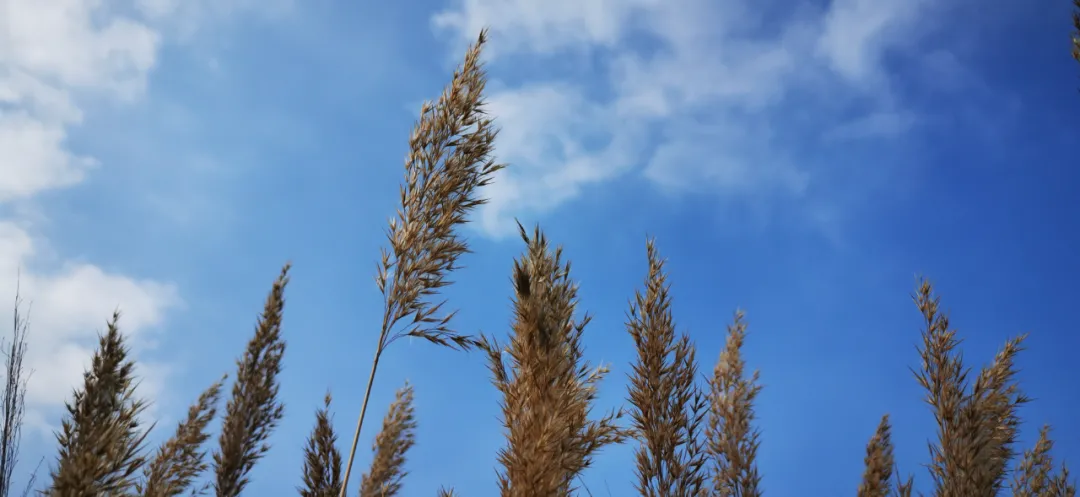 宁夏旅游第一站水洞沟