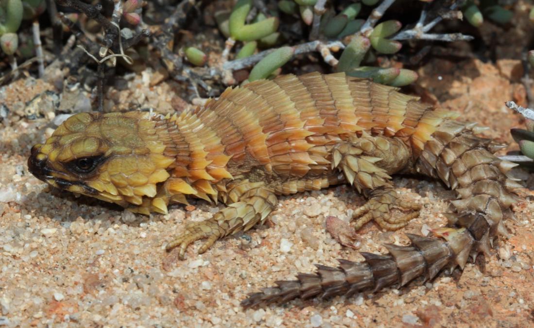 what does armadillo lizard eat
