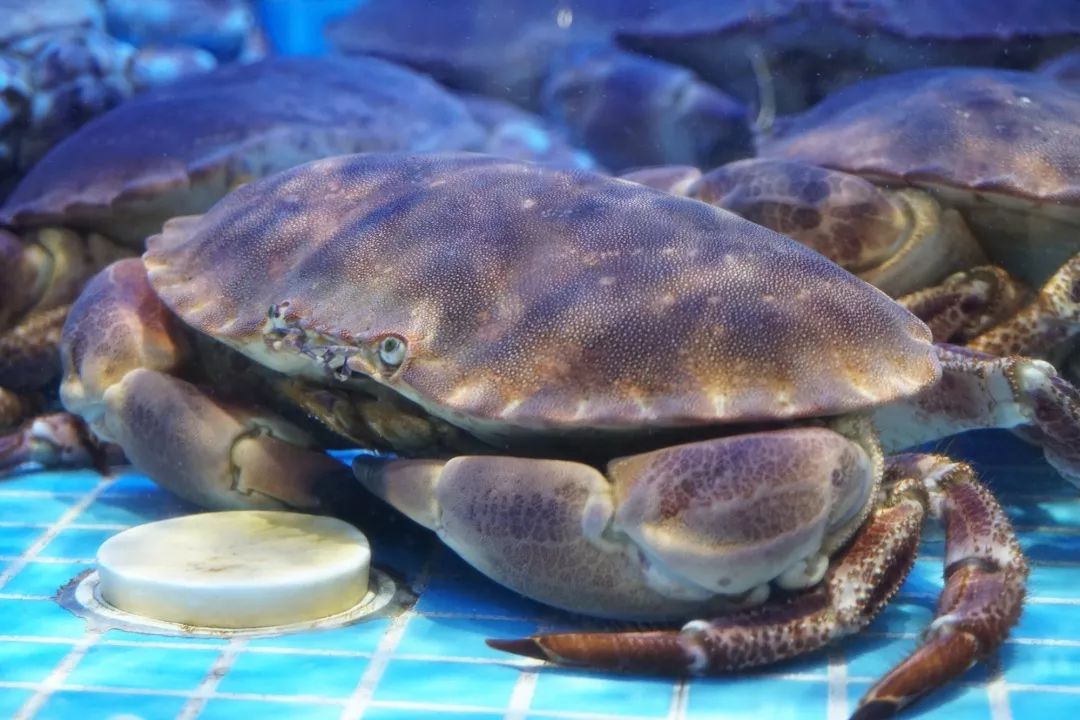 How big is the largest crab in the world?Can grow up to four meters ...