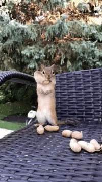 爆笑GIF动图：大爷挺会玩啊，想当天使想疯了吧！
